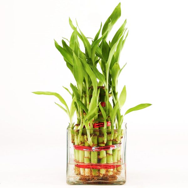 2 Lucky Bamboo In Glass Vase Happy Gift