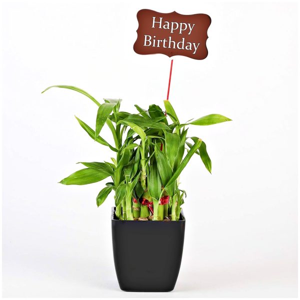Double Layer Lucky Bamboo Plant Happy Gift