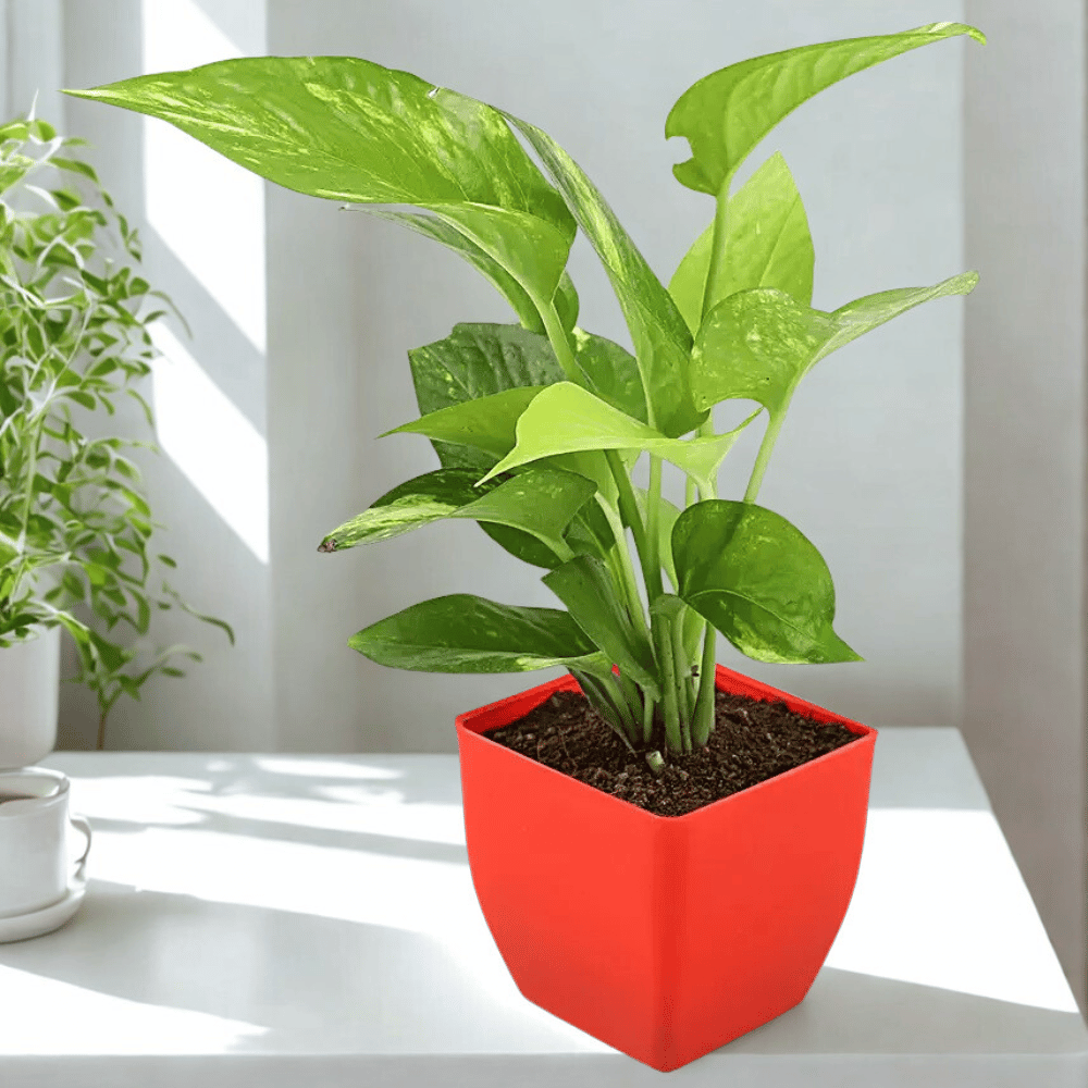 Ferrero Rocher With Money Plant (1) Ferrero Rocher With Money Plant 1 Happy Gift