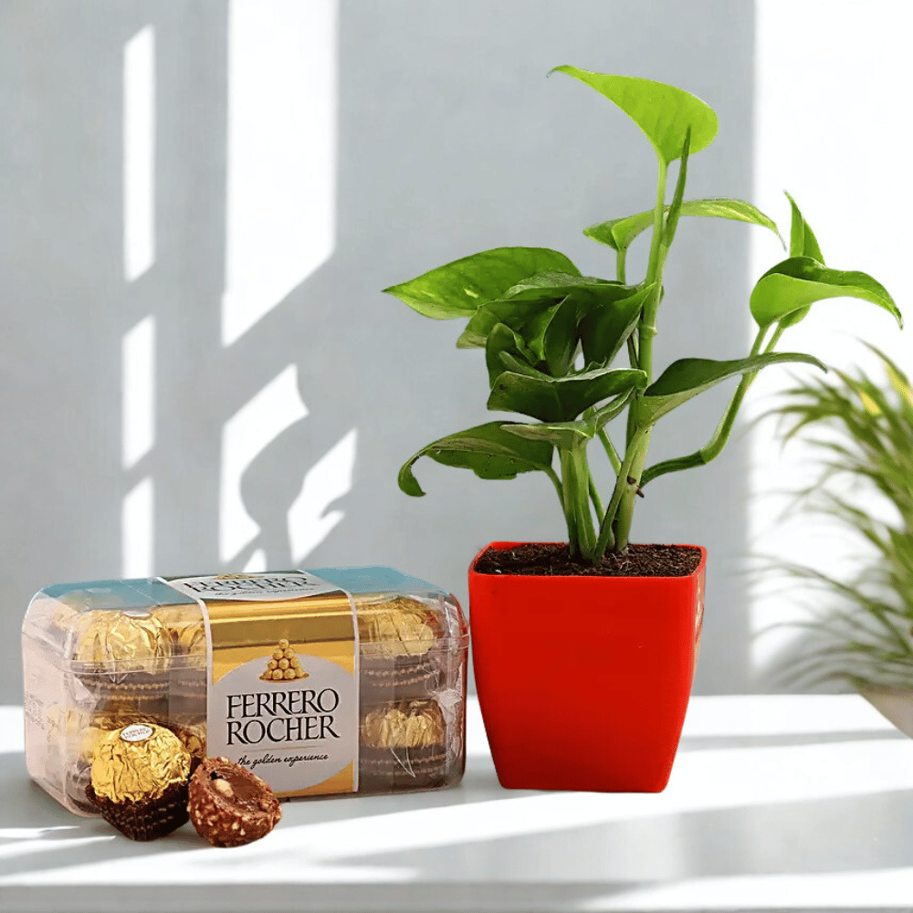 Ferrero Rocher With Money Plant Money Plant with Ferrero Rocher Chocolates