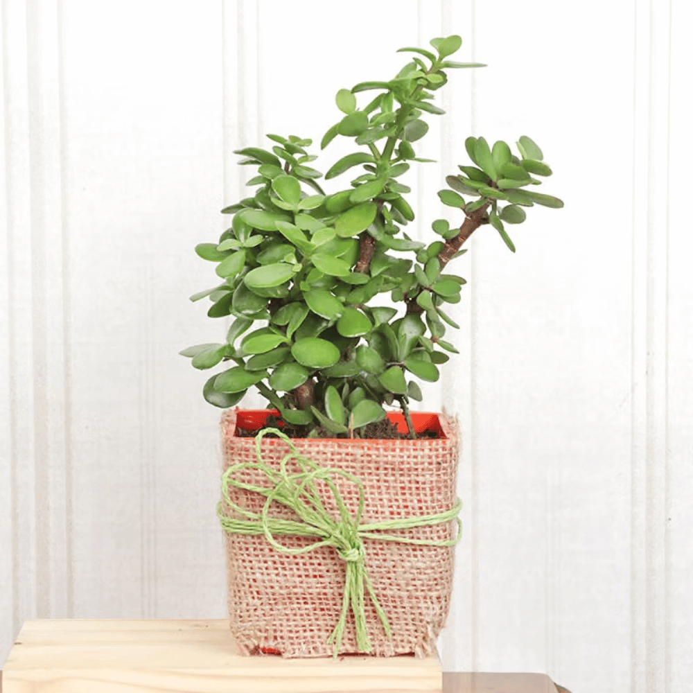 Jady & Snake Plants (1) Jady Snake Plants 1 Happy Gift