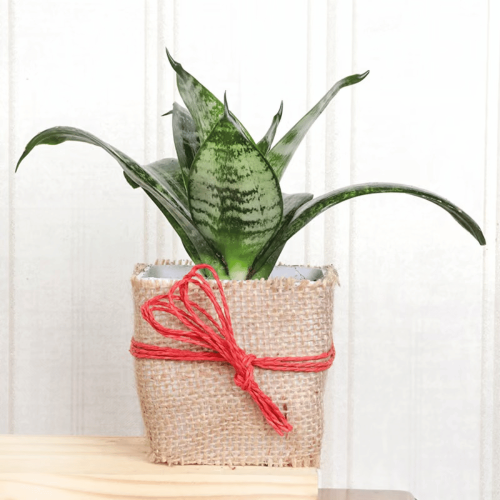 Jady & Snake Plants (2) Jady Snake Plants 2 Happy Gift