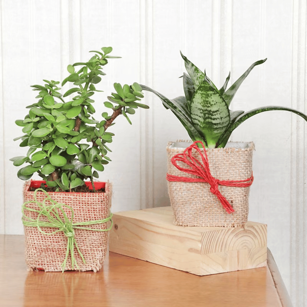 Jady & Snake Plants Jady Snake Plants Happy Gift