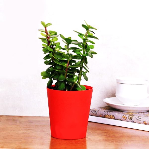 Plant NC 67 Happy Gift