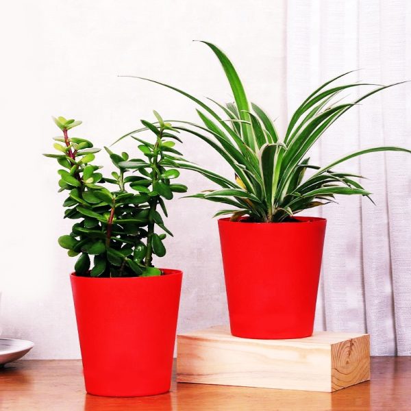 Plant NC 68 Happy Gift