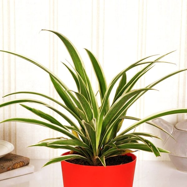 Plant NC 73 Happy Gift