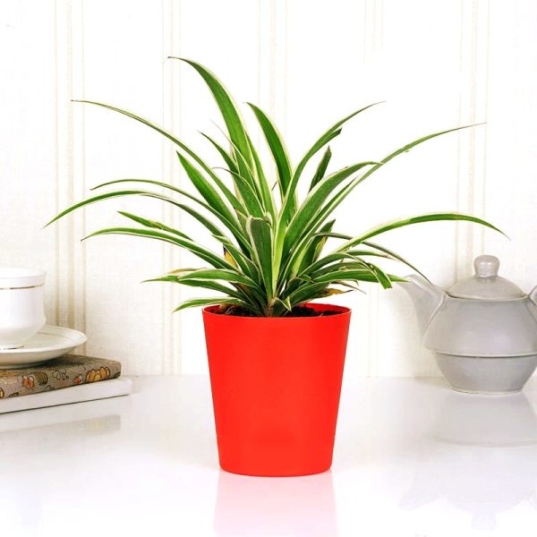 Plant NC 75 Happy Gift