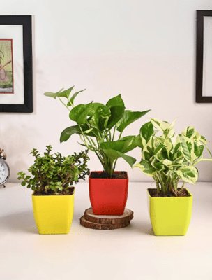 All Plants Happy Gift