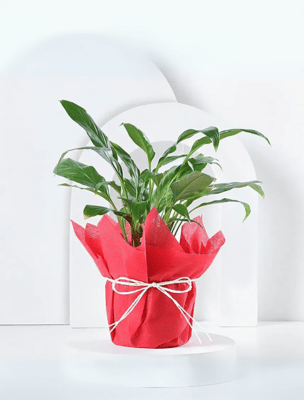 Indoor Plants O Happy Gift