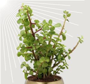 Jade Plant Happy Gift