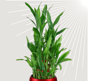 Lucky Bamboo O Happy Gift