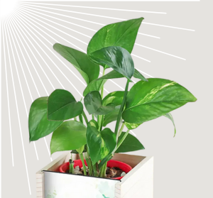 Money Plant Happy Gift