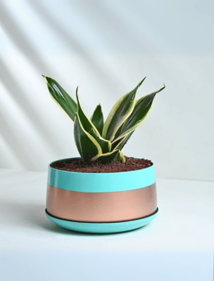 Online Plant Delivery in Kolkata – HappyGift.in