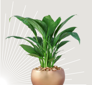 Peace Lily Happy Gift