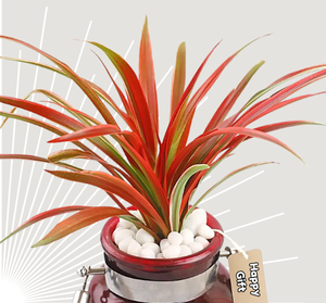 Buy Plants Online in Kolkata