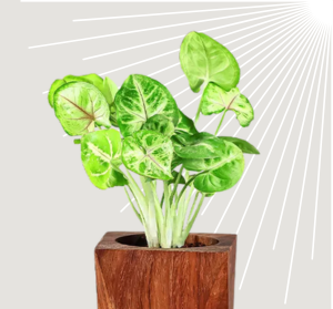 Syngonium Plant Happy Gift